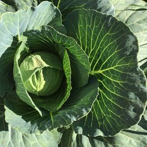 Meet your Posher, Mandy